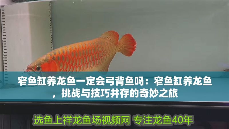 窄魚缸養龍魚一定會弓背魚嗎：窄魚缸養龍魚，挑戰與技巧并存的奇妙之旅