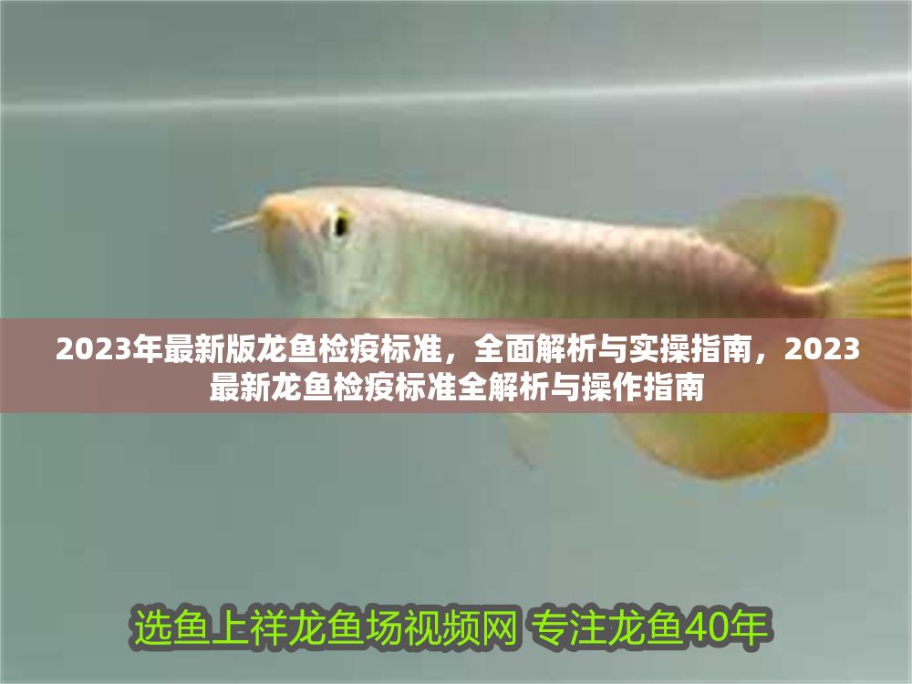 2023年最新版龍魚檢疫標準，全面解析與實操指南，2023最新龍魚檢疫標準全解析與操作指南