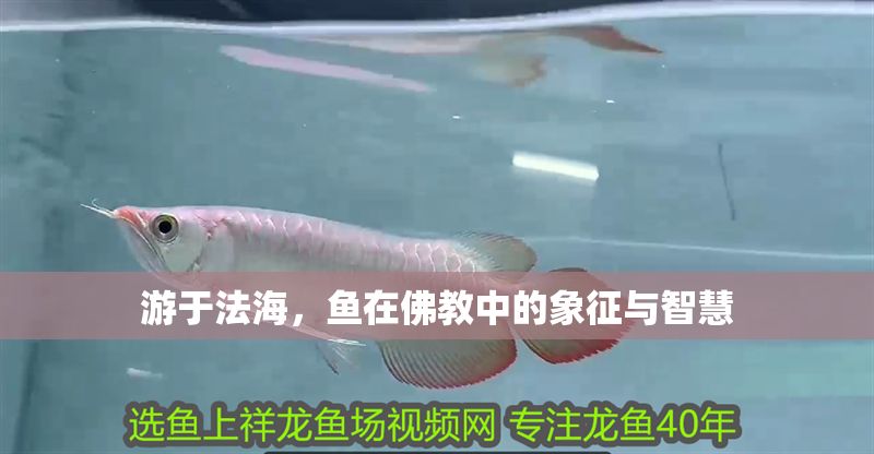 游于法海，魚(yú)在佛教中的象征與智慧
