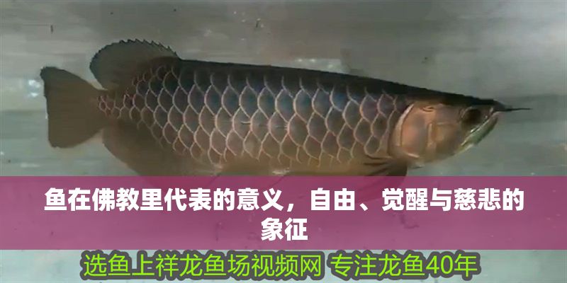 魚在佛教里代表的意義，自由、覺醒與慈悲的象征