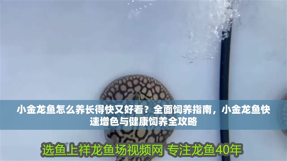 小金龍魚怎么養(yǎng)長得快又好看？全面飼養(yǎng)指南，小金龍魚快速增色與健康飼養(yǎng)全攻略