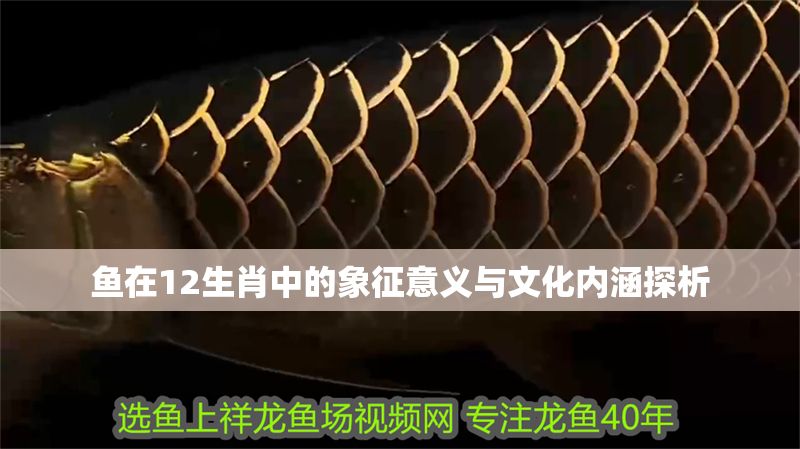 魚(yú)在12生肖中的象征意義與文化內(nèi)涵探析