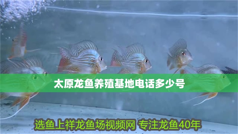 太原龍魚養殖基地電話多少號