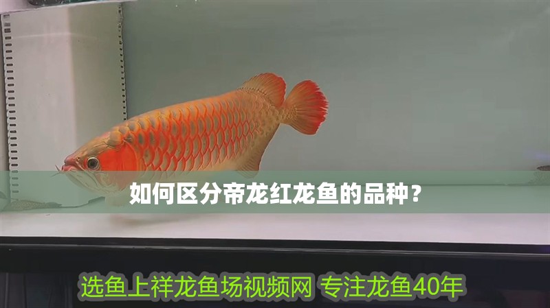 如何區分帝龍紅龍魚的品種？