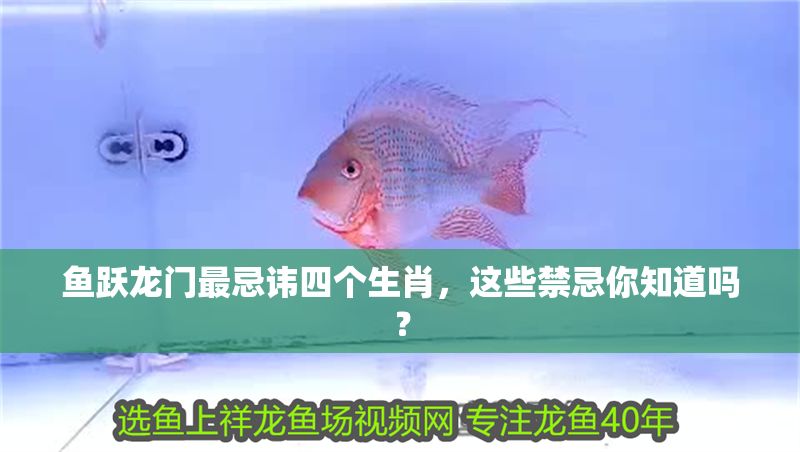 魚躍龍門最忌諱四個生肖，這些禁忌你知道嗎？ 魚躍龍門最忌諱四個生肖，這些禁忌你知道嗎？ 龍魚百科 第1張