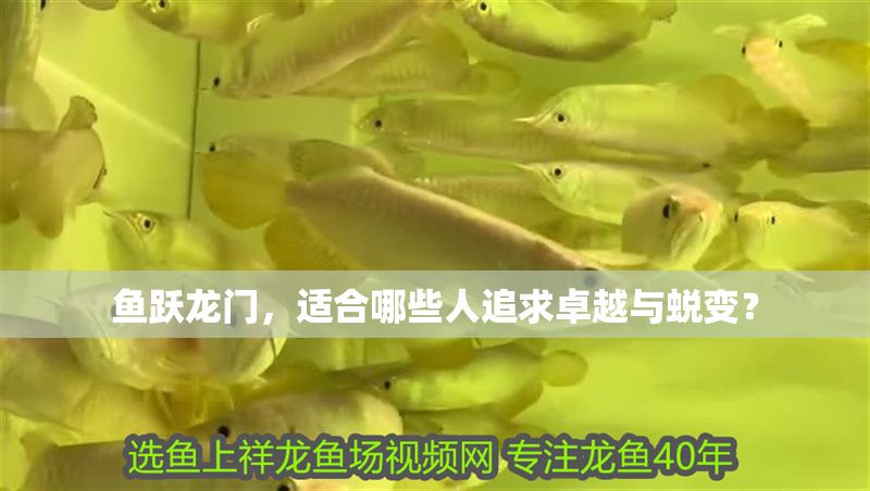 魚躍龍門，適合哪些人追求卓越與蛻變？