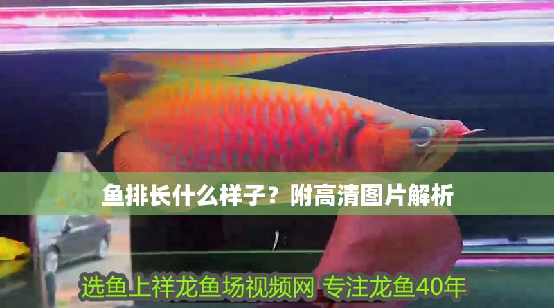 魚排長什么樣子？附高清圖片解析