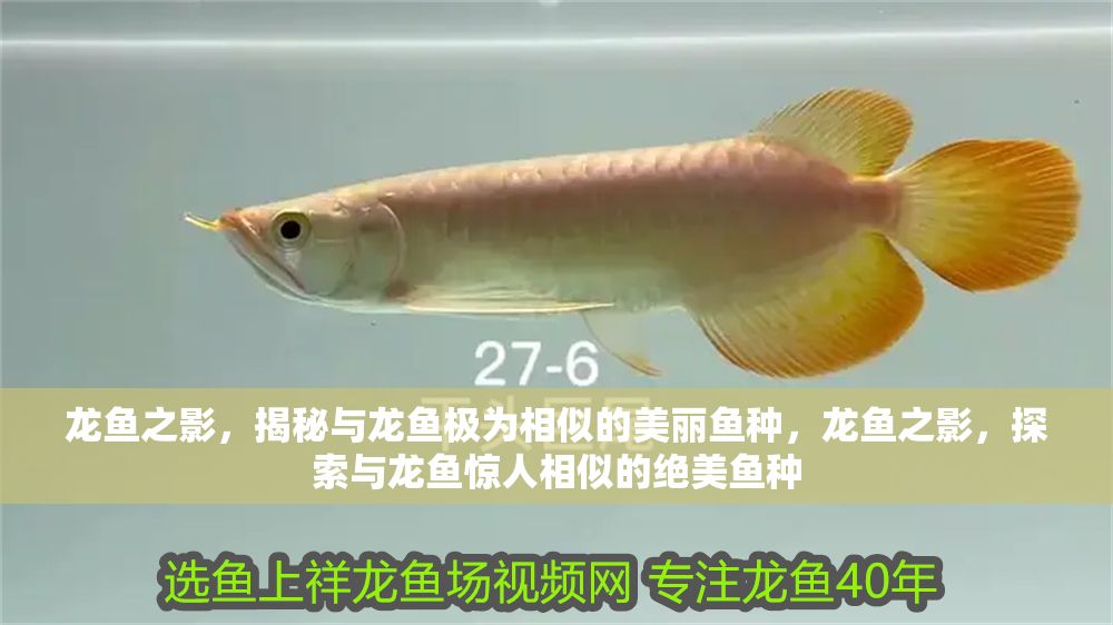 龍魚之影，揭秘與龍魚極為相似的美麗魚種，龍魚之影，探索與龍魚驚人相似的絕美魚種