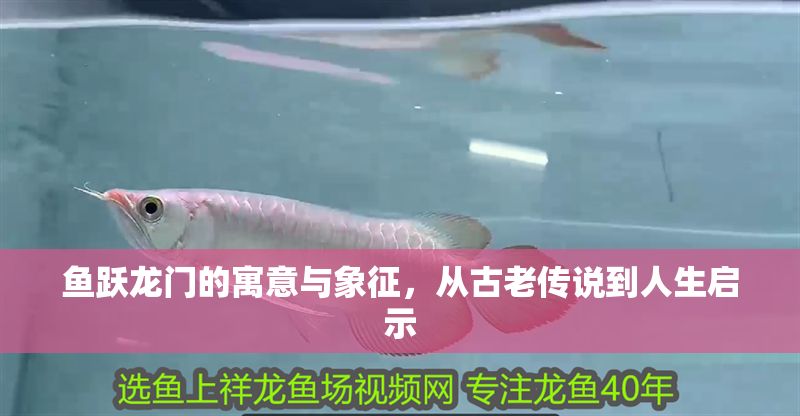 魚躍龍門的寓意與象征，從古老傳說到人生啟示