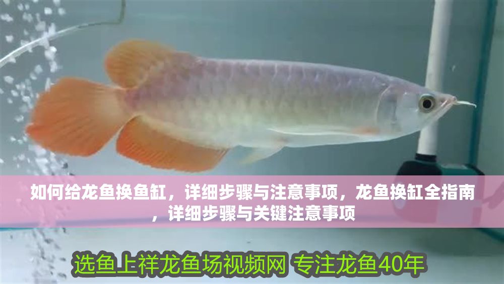 如何給龍魚換魚缸，詳細(xì)步驟與注意事項(xiàng)，龍魚換缸全指南，詳細(xì)步驟與關(guān)鍵注意事項(xiàng) 如何給龍魚換魚缸，詳細(xì)步驟與注意事項(xiàng)，龍魚換缸全指南，詳細(xì)步驟與關(guān)鍵注意事項(xiàng) 龍魚百科 第1張