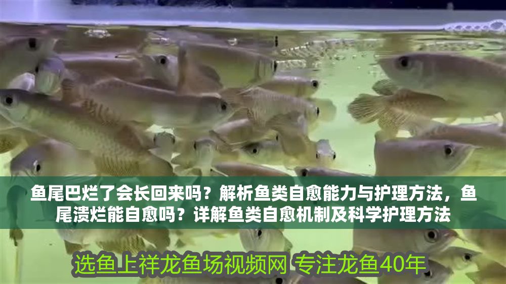 魚尾巴爛了會(huì)長回來嗎？解析魚類自愈能力與護(hù)理方法，魚尾潰爛能自愈嗎？詳解魚類自愈機(jī)制及科學(xué)護(hù)理方法