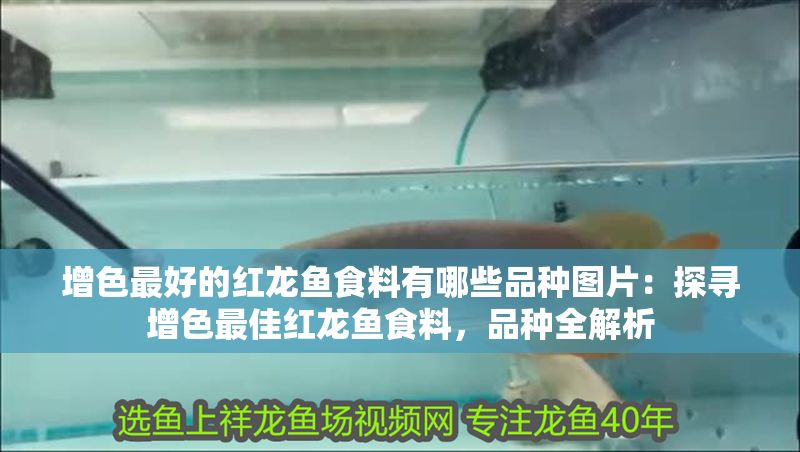 增色最好的紅龍魚食料有哪些品種圖片：探尋增色最佳紅龍魚食料，品種全解析 增色最好的紅龍魚食料有哪些品種圖片：探尋增色最佳紅龍魚食料，品種全解析 龍魚百科 第1張