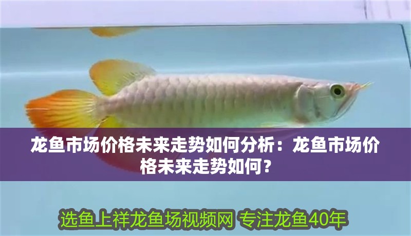 龍魚市場價格未來走勢如何分析：龍魚市場價格未來走勢如何？