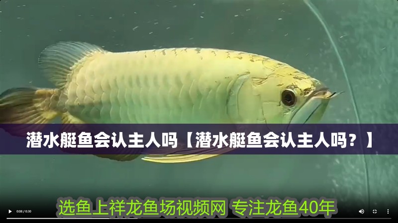 潛水艇魚會認主人嗎【潛水艇魚會認主人嗎？】 潛水艇魚會認主人嗎【潛水艇魚會認主人嗎？】 龍魚論壇