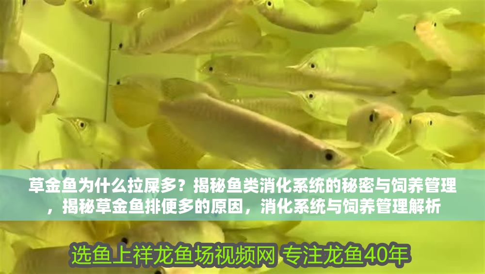草金魚為什么拉屎多？揭秘魚類消化系統的秘密與飼養管理，揭秘草金魚排便多的原因，消化系統與飼養管理解析
