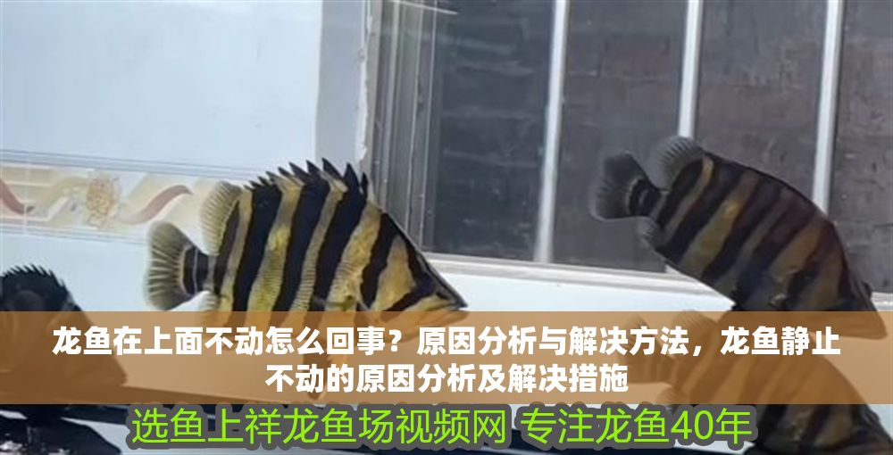 龍魚在上面不動怎么回事？原因分析與解決方法，龍魚靜止不動的原因分析及解決措施
