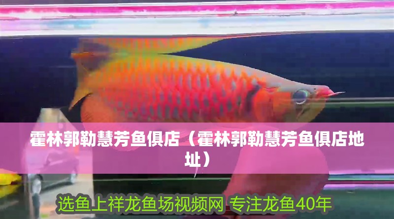 霍林郭勒慧芳魚俱店（霍林郭勒慧芳魚俱店地址） 霍林郭勒慧芳魚俱店（霍林郭勒慧芳魚俱店地址） 全國(guó)水族館企業(yè)名錄