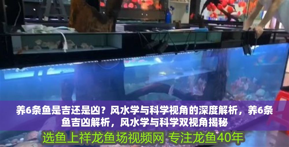 養(yǎng)6條魚是吉還是兇？風(fēng)水學(xué)與科學(xué)視角的深度解析，養(yǎng)6條魚吉兇解析，風(fēng)水學(xué)與科學(xué)雙視角揭秘
