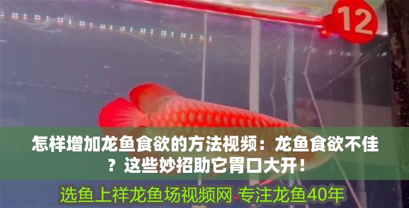 怎樣增加龍魚食欲的方法視頻：龍魚食欲不佳？這些妙招助它胃口大開！