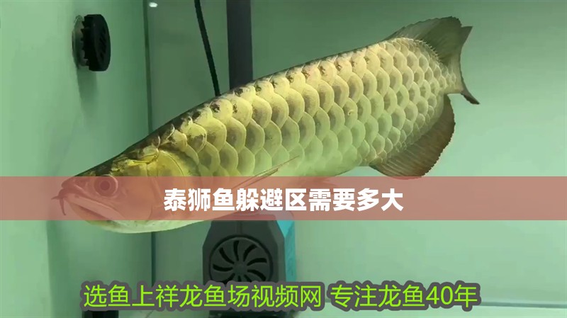 泰獅魚(yú)躲避區(qū)需要多大