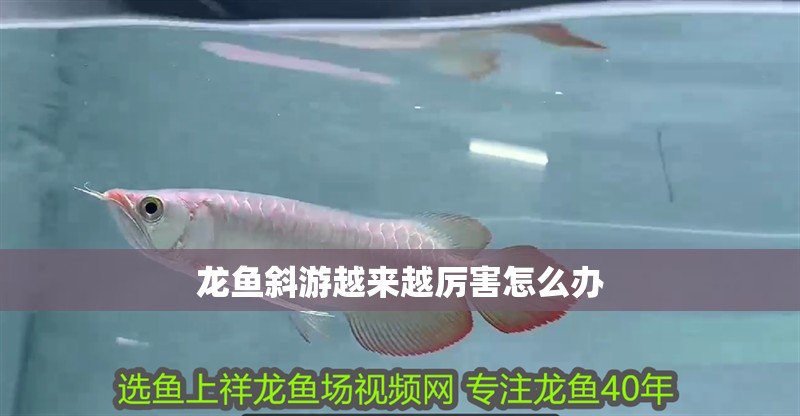 龍魚斜游越來越厲害怎么辦