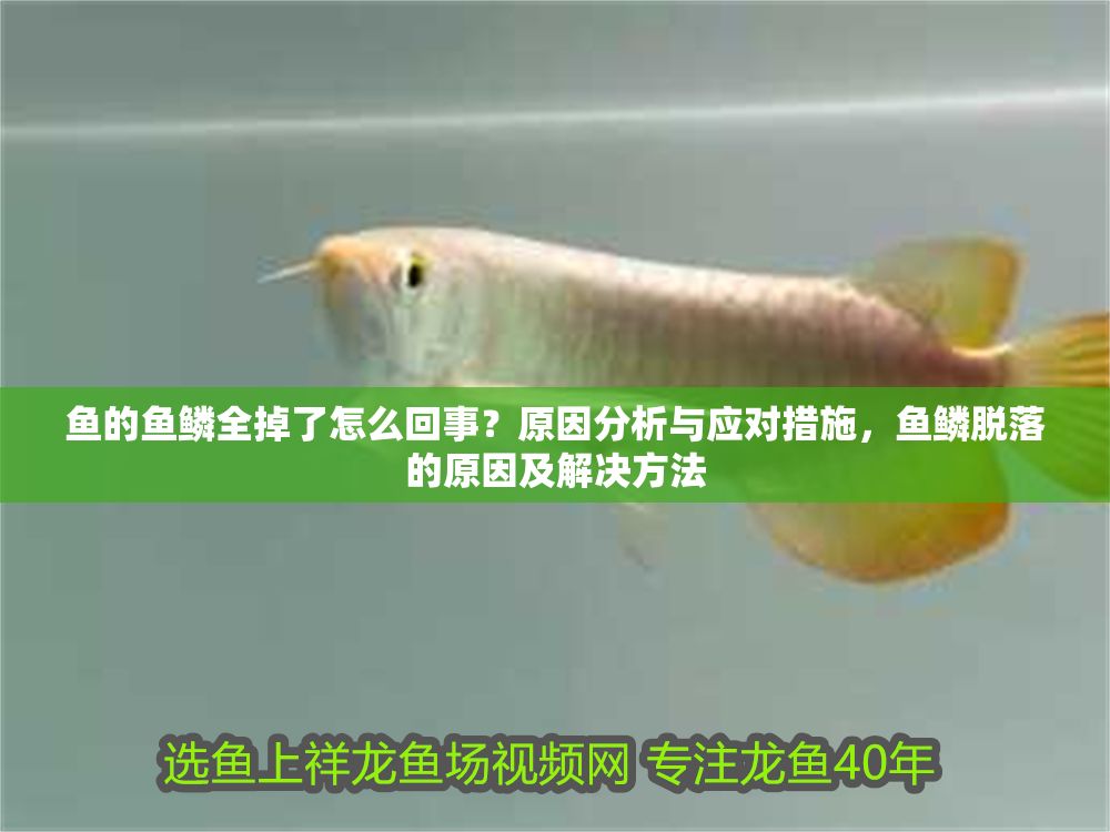 魚(yú)的魚(yú)鱗全掉了怎么回事？原因分析與應(yīng)對(duì)措施，魚(yú)鱗脫落的原因及解決方法