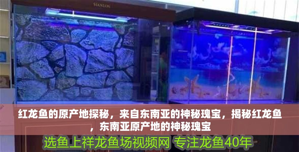 紅龍魚的原產地探秘，來自東南亞的神秘瑰寶，揭秘紅龍魚，東南亞原產地的神秘瑰寶