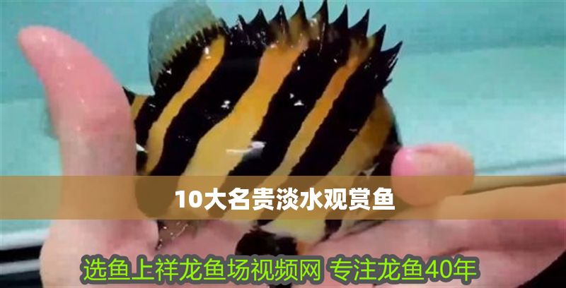 10大名貴淡水觀(guān)賞魚(yú)