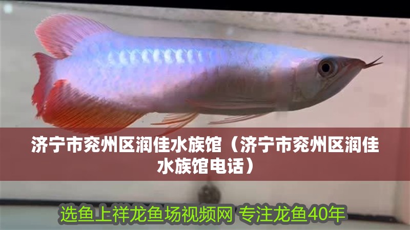 濟寧市兗州區潤佳水族館（濟寧市兗州區潤佳水族館電話）