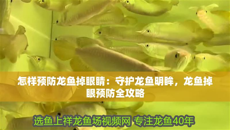 怎樣預防龍魚掉眼睛：守護龍魚明眸，龍魚掉眼預防全攻略