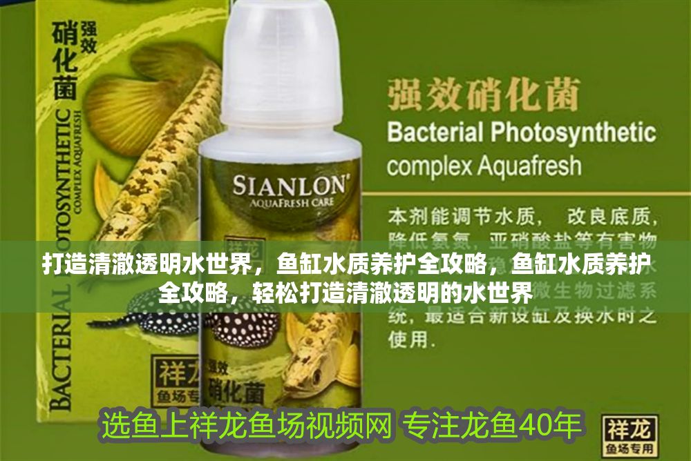 打造清澈透明水世界，魚缸水質養護全攻略，魚缸水質養護全攻略，輕松打造清澈透明的水世界
