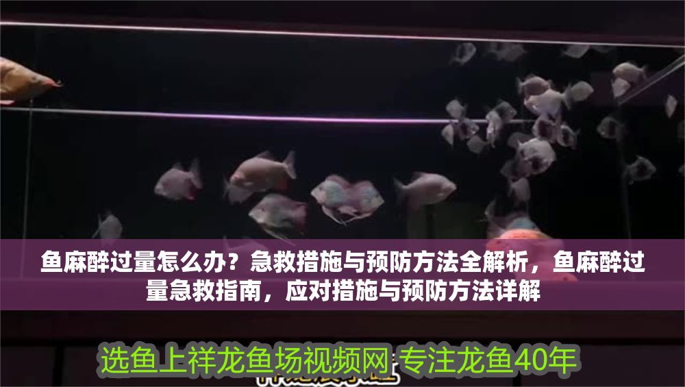 魚麻醉過量怎么辦？急救措施與預防方法全解析，魚麻醉過量急救指南，應對措施與預防方法詳解