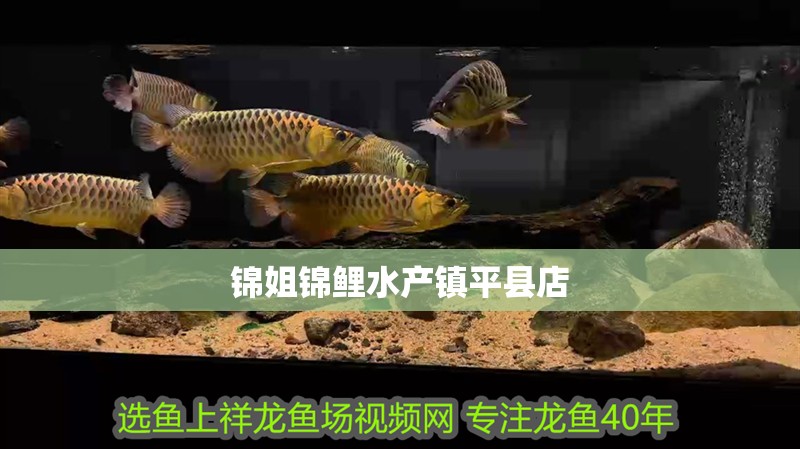 錦姐錦鯉水產鎮平縣店