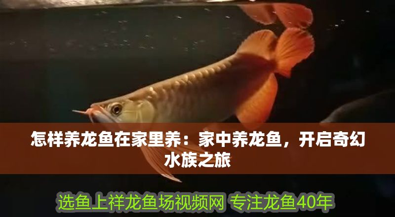怎樣養龍魚在家里養：家中養龍魚，開啟奇幻水族之旅