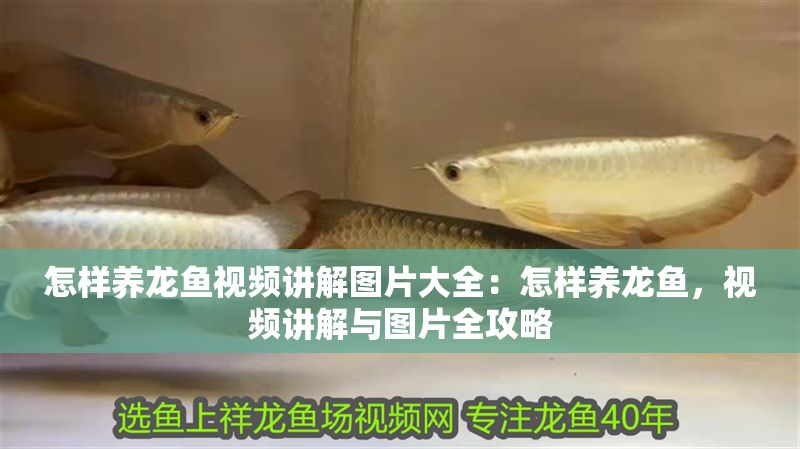 怎樣養(yǎng)龍魚視頻講解圖片大全：怎樣養(yǎng)龍魚，視頻講解與圖片全攻略
