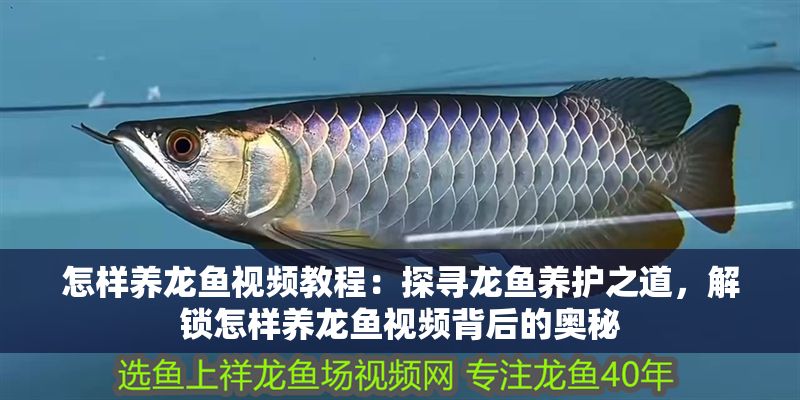 怎樣養(yǎng)龍魚視頻教程：探尋龍魚養(yǎng)護之道，解鎖怎樣養(yǎng)龍魚視頻背后的奧秘