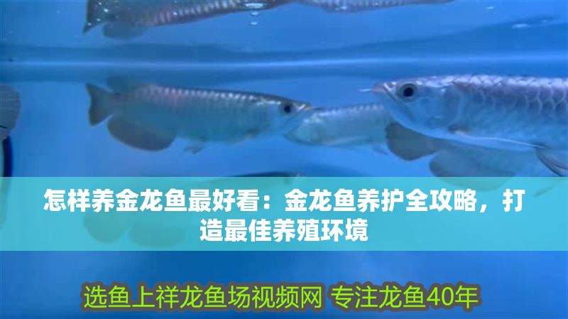 怎樣養金龍魚最好看：金龍魚養護全攻略，打造最佳養殖環境