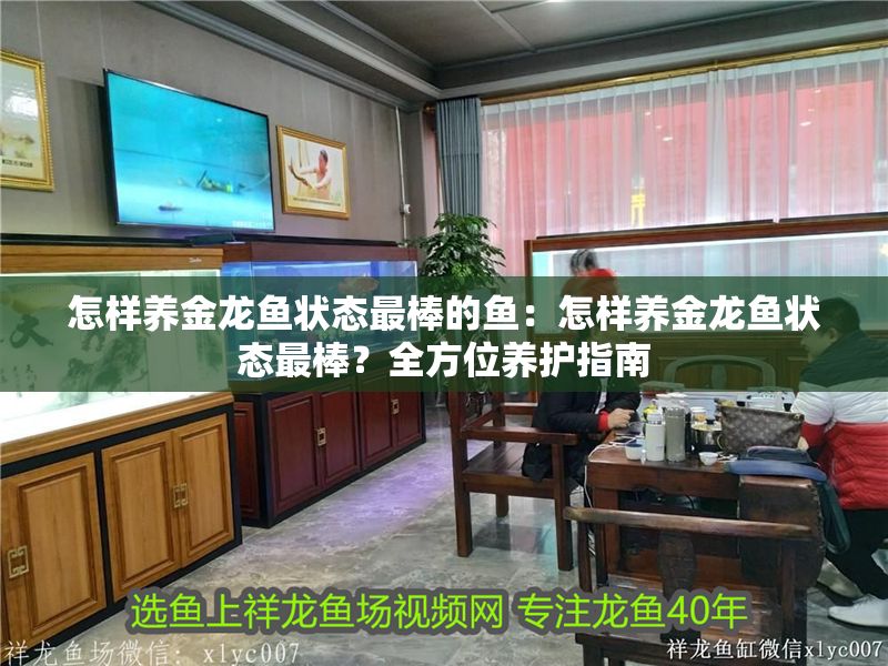 怎樣養金龍魚狀態最棒的魚：怎樣養金龍魚狀態最棒？全方位養護指南