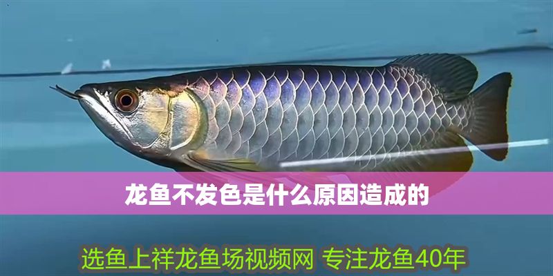 龍魚不發(fā)色是什么原因造成的