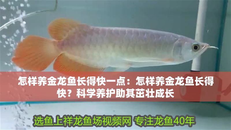 怎樣養(yǎng)金龍魚長(zhǎng)得快一點(diǎn)：怎樣養(yǎng)金龍魚長(zhǎng)得快？科學(xué)養(yǎng)護(hù)助其茁壯成長(zhǎng)