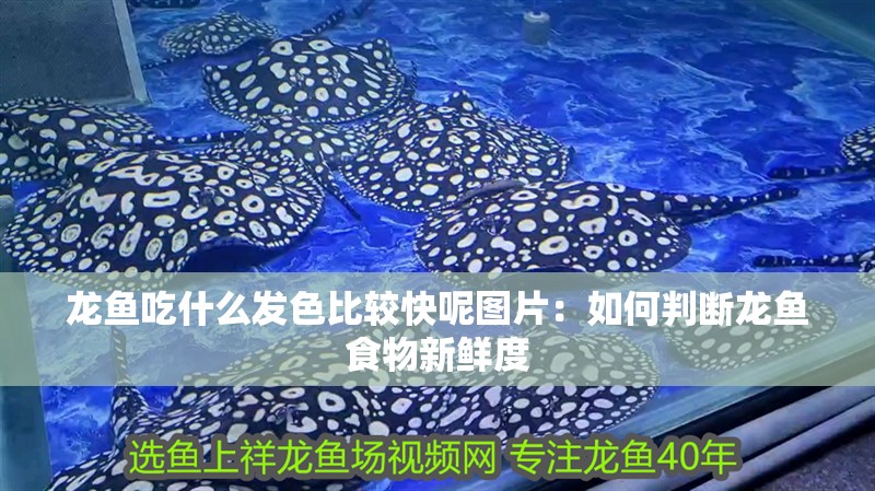 龍魚吃什么發色比較快呢圖片：如何判斷龍魚食物新鮮度