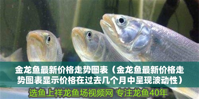 金龍魚最新價(jià)格走勢(shì)圖表（金龍魚最新價(jià)格走勢(shì)圖表顯示價(jià)格在過(guò)去幾個(gè)月中呈現(xiàn)波動(dòng)性）