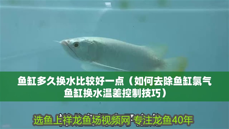 魚缸多久換水比較好一點（如何去除魚缸氯氣魚缸換水溫差控制技巧） 魚缸多久換水比較好一點（如何去除魚缸氯氣魚缸換水溫差控制技巧） 龍魚百科