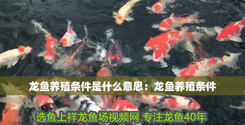 龍魚養殖條件是什么意思：龍魚養殖條件 龍魚養殖條件是什么意思：龍魚養殖條件 龍魚百科