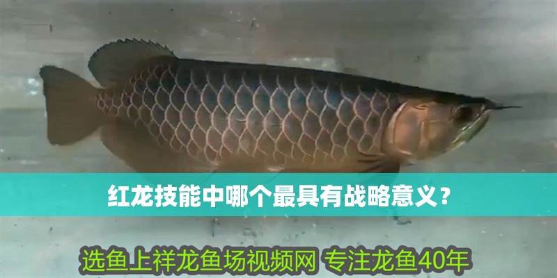 紅龍技能中哪個最具有戰略意義？