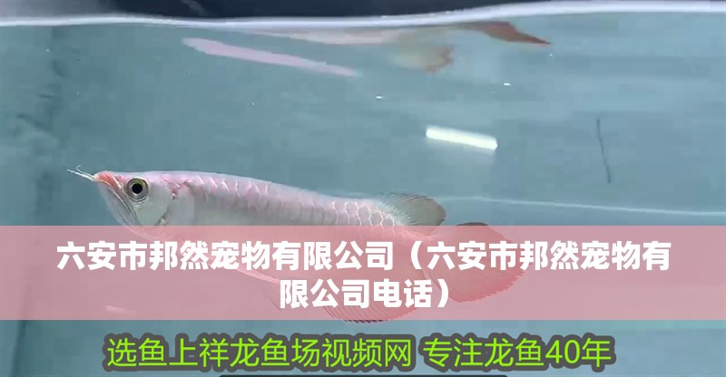 <strong><mark>六安</mark></strong>市邦然寵物有限公司（<strong><mark>六安</mark></strong>市邦然寵物有限公司電話）