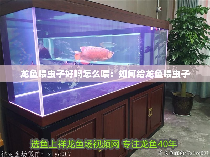 龍魚喂蟲子好嗎怎么喂：如何給龍魚喂蟲子