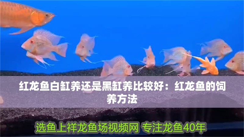 紅龍魚白缸養還是黑缸養比較好：紅龍魚的飼養方法