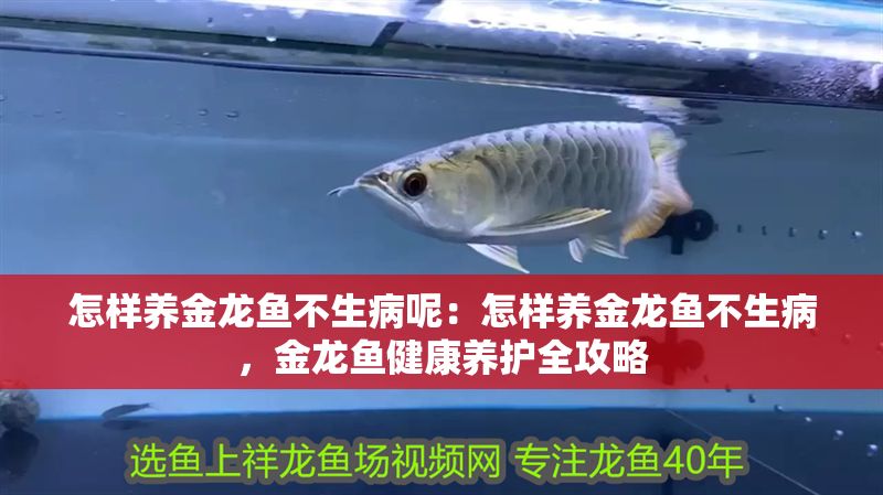 怎樣養(yǎng)金龍魚不生病呢：怎樣養(yǎng)金龍魚不生病，金龍魚健康養(yǎng)護(hù)全攻略