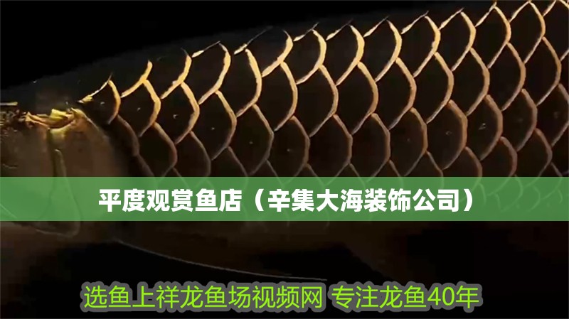 平度觀賞魚(yú)店（辛集大海裝飾公司）